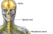 Peripheral Neuropathy Anatomy
