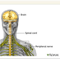 Peripheral Neuropathy Anatomy - New Life Outlook